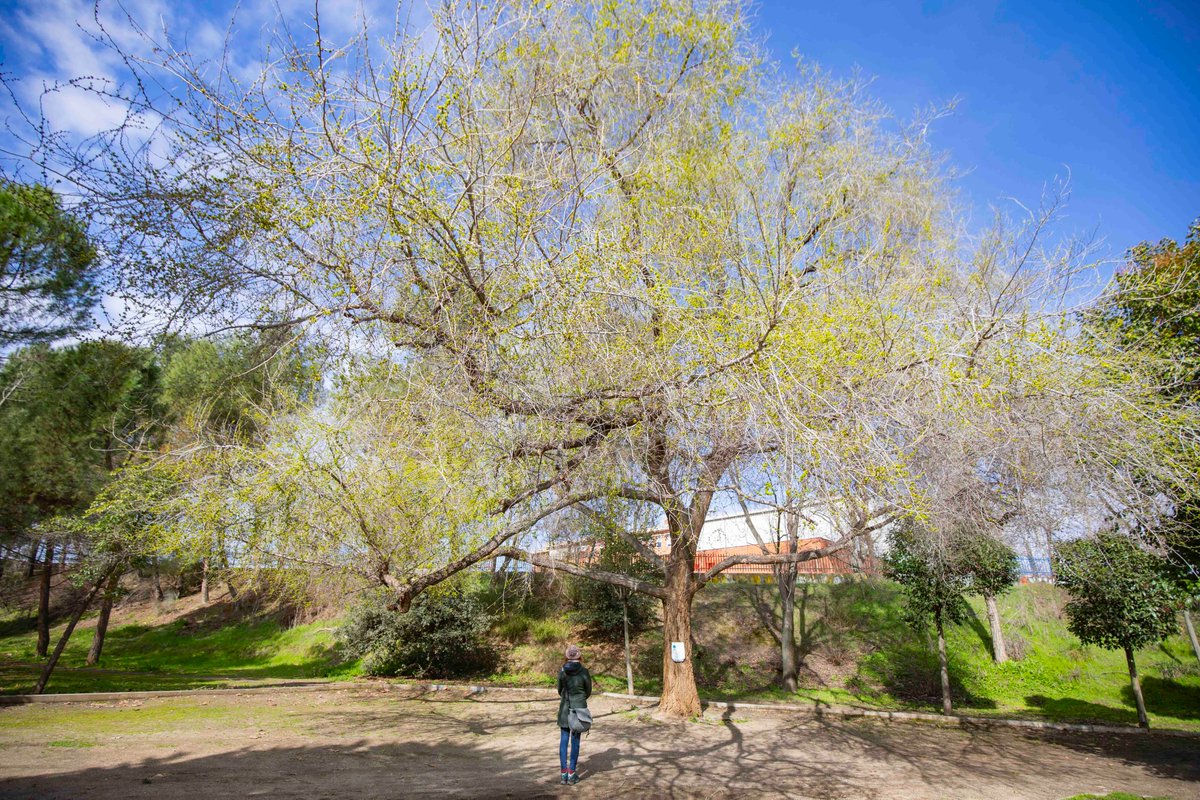 🌿 Rivas es una ciudad donde ya viven más árboles que personas. En la localidad habitan más ejemplares (121.800) que seres humanos (103.000). Conocemos algunos árboles urbanos singulares y cómo cuidan los servicios municipales tanto patrimonio verde:
rivasciudad.es/noticias/trans…