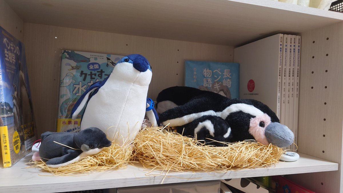 chieriday's tweet photo. ペンギンエリア完成！！！
やったー！！！！！

フンボルトペンギンとコガタペンギンが暮らす砂浜エリア、
イワトビペンギンがひとりで寂しそう…な高い岩場エリア、
厳しい寒さ！！南極・亜南極エリア！
3つのエリアを一望できるベッドは、大海原イメージ！

いい夢を見られそうだね🐧 https://t.co/d7z25fWl3U