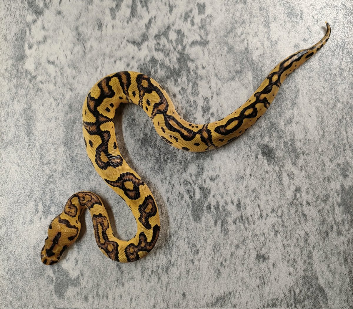 yayayas2000's tweet photo. 秘蔵っ子。販売します🐍
EnchiStrangerDico/FireClownPosOD66♀
27万円
Jorisからナイス判定❤️‍🔥❤️‍🔥❤️‍🔥とモルフ判別貰つた https://t.co/1Q9hG3YyQZ