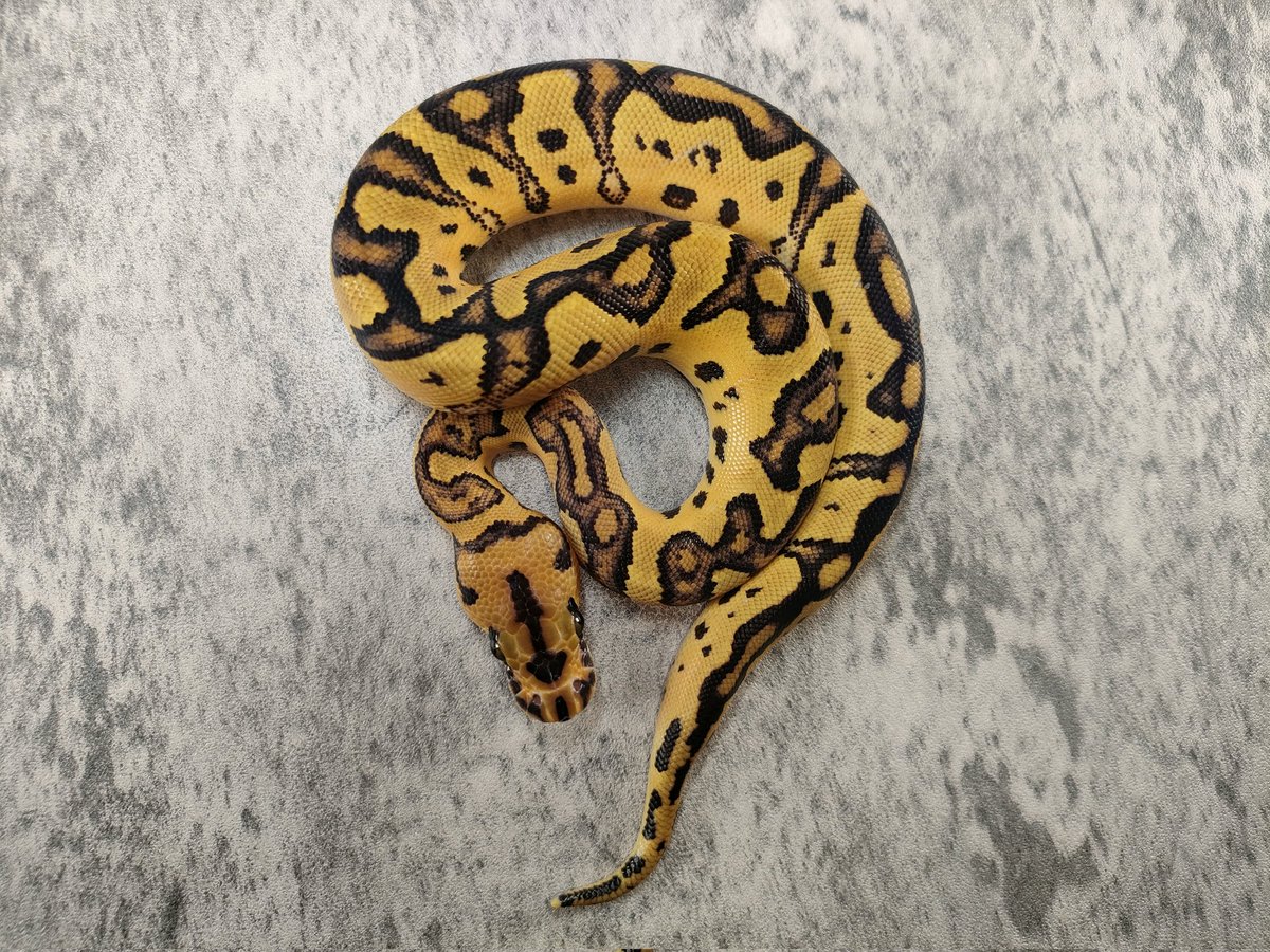 yayayas2000's tweet photo. 秘蔵っ子。販売します🐍
EnchiStrangerDico/FireClownPosOD66♀
27万円
Jorisからナイス判定❤️‍🔥❤️‍🔥❤️‍🔥とモルフ判別貰つた https://t.co/1Q9hG3YyQZ