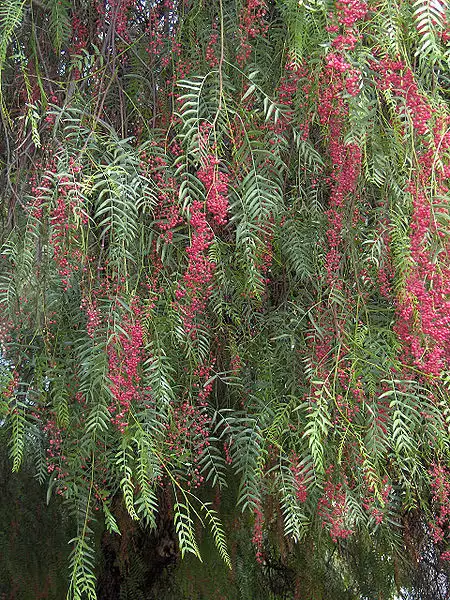 KasiEconomy's tweet photo. Scientific Breakthrough from SA: SMU student files for Pepperboom tree patent to cure respiratory diseases.

Lesiba Lekgoathi, a PhD candidate at Sefako Makgatho Health Sciences University (formerly Medunsa), has successfully filed a provisional patent for a novel compound found in the peperboom tree— a medicinal plant traditionally used in rural communities to treat colds and flu. 🌿

His research led to the discovery of geranylgeranyl acetate, a powerful diterpenoid that inhibits two critical SARS-CoV-2 enzymes: PLpro and Mpro. These enzymes help the virus replicate and suppress the immune system.

By blocking them, the compound prevents the virus from maturing and keeps the immune system active.

🧪 “The compound’s ability to inhibit broad targets of the virus makes it unique,” – Lekgoathi

This is a major step forward in African-led health innovation!