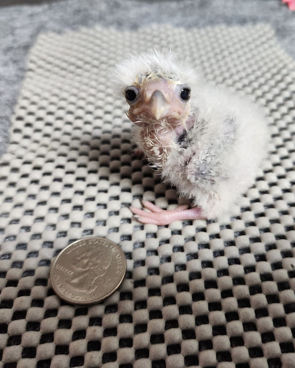 신드리닮았어요