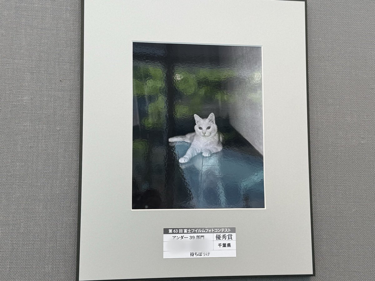 kawashofilm's tweet photo. うちの猫(の写真)が富士フイルムフォトコンテストに入りました
六本木の富士フイルムスクエアにて展示してますのでよろしくお願いします
その後は全国回るそうです
いってらっしゃい🐱 https://t.co/SnwqRF7eah