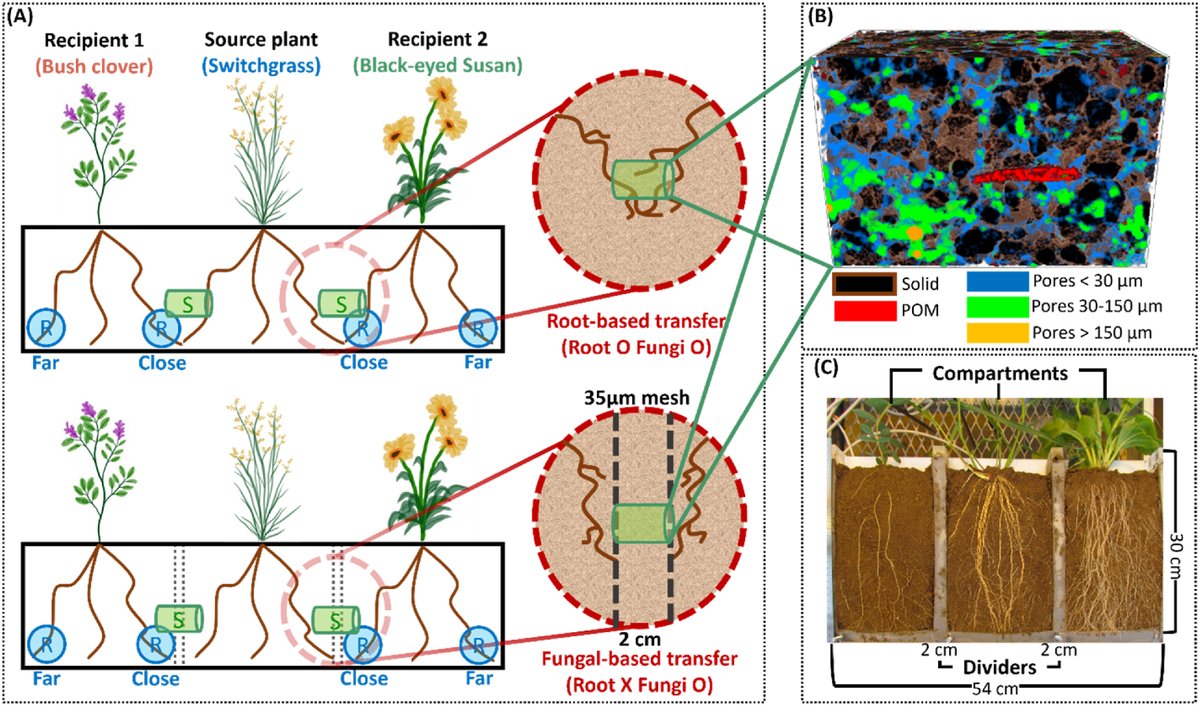 Yakov Kuzyakov . . . priming Soil Science (@ykuzyakov) on Twitter photo 💥NEW in <a href="/SoilBiolBiochem/">Soil Biology & Biochemistry Journal</a>
Belowground plant #carbon and #nitrogen exchange and pore structure formation
doi.org/10.1016/j.soil…
50-day Free: authors.elsevier.com/c/1kzvq8g13fGer
#Roots exchange C & N
Fine #pores (8–30 μm diameter) are formed
#grasslands #rhizosphere #13Clabeling #isotopes 💥NEW in <a href="/SoilBiolBiochem/">Soil Biology & Biochemistry Journal</a>
Belowground plant #carbon and #nitrogen exchange and pore structure formation
doi.org/10.1016/j.soil…
50-day Free: authors.elsevier.com/c/1kzvq8g13fGer
#Roots exchange C & N
Fine #pores (8–30 μm diameter) are formed
#grasslands #rhizosphere #13Clabeling #isotopes