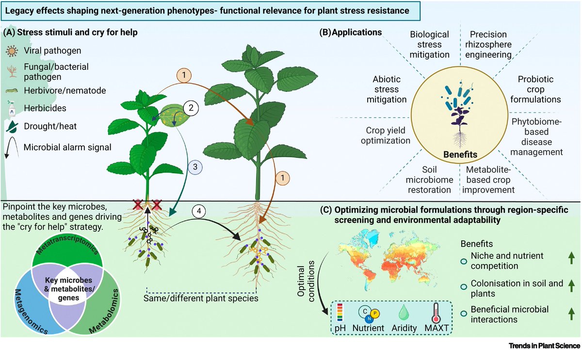 Abiotic stress in plants (Green Survivors) (@abioticstress) on Twitter photo Review by Hongwei Liu <a href="/westernsydneyu/">Western Sydney University</a> <a href="/TrendsPlantSci/">TrendsPlantSci</a>
#Integrating ‘cry for help’ strategies for #sustainable #agriculture
cell.com/trends/plant-s…
<a href="/AbiluTangwa/">Tangwa Abilu.🌿🌏🌾🍀🍃.SDG's.</a> <a href="/DsouzaAjwal/">Ajwal Dsouza</a> <a href="/CoEPlantSuccess/">ARC Centre of Excellence for Plant Success</a> <a href="/Sdg13Un/">🇺🇳 #UN 🇺🇳 #SDGs 🌏 #ClimateAction 🌐 #ActNow</a> <a href="/sci_plant/">Plant Science</a> <a href="/Crop4Clima/">Crop4Clima</a> <a href="/InorgssLab/">Inge De Clercq Lab</a> <a href="/RGCRAMI/">GEN- Agricultural research and biotech initiative.</a> <a href="/SciSustAg/">Science for Sustainable Agriculture</a> <a href="/CERAIUg/">Centre for Environmental Research and Agriculture</a> <a href="/FutureAgrics/">Future Agricultures</a> Review by Hongwei Liu <a href="/westernsydneyu/">Western Sydney University</a> <a href="/TrendsPlantSci/">TrendsPlantSci</a>
#Integrating ‘cry for help’ strategies for #sustainable #agriculture
cell.com/trends/plant-s…
<a href="/AbiluTangwa/">Tangwa Abilu.🌿🌏🌾🍀🍃.SDG's.</a> <a href="/DsouzaAjwal/">Ajwal Dsouza</a> <a href="/CoEPlantSuccess/">ARC Centre of Excellence for Plant Success</a> <a href="/Sdg13Un/">🇺🇳 #UN 🇺🇳 #SDGs 🌏 #ClimateAction 🌐 #ActNow</a> <a href="/sci_plant/">Plant Science</a> <a href="/Crop4Clima/">Crop4Clima</a> <a href="/InorgssLab/">Inge De Clercq Lab</a> <a href="/RGCRAMI/">GEN- Agricultural research and biotech initiative.</a> <a href="/SciSustAg/">Science for Sustainable Agriculture</a> <a href="/CERAIUg/">Centre for Environmental Research and Agriculture</a> <a href="/FutureAgrics/">Future Agricultures</a>