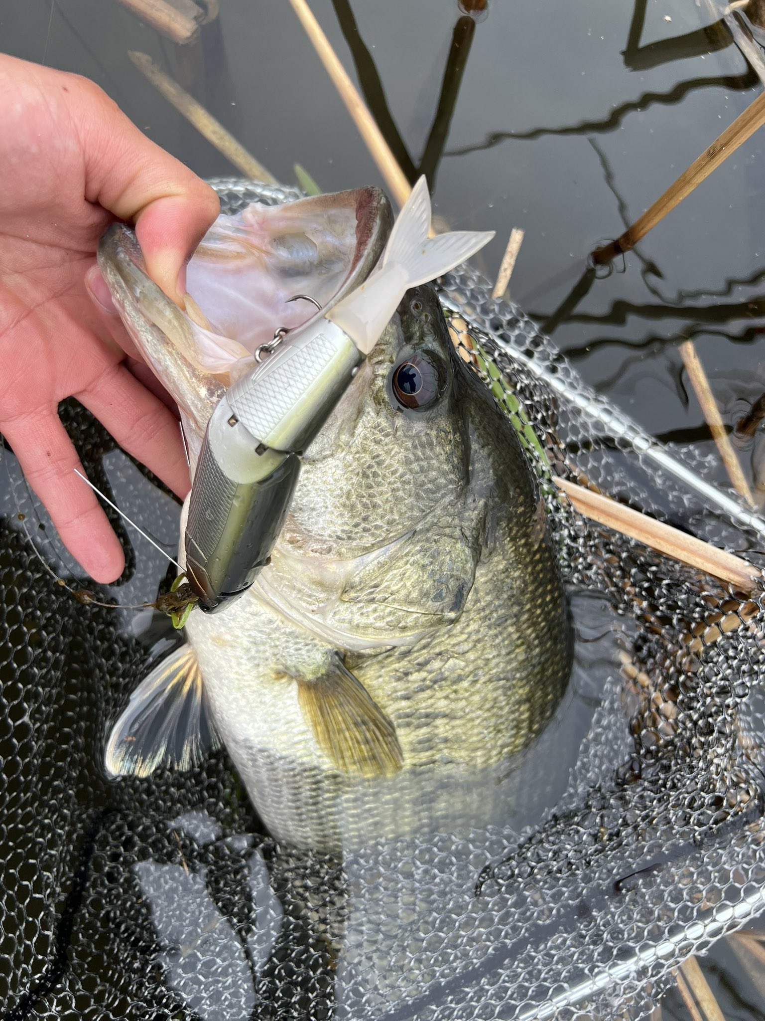 BUTZ (@BUTZbassfishing) / X BUTZ (@BUTZbassfishing) / X