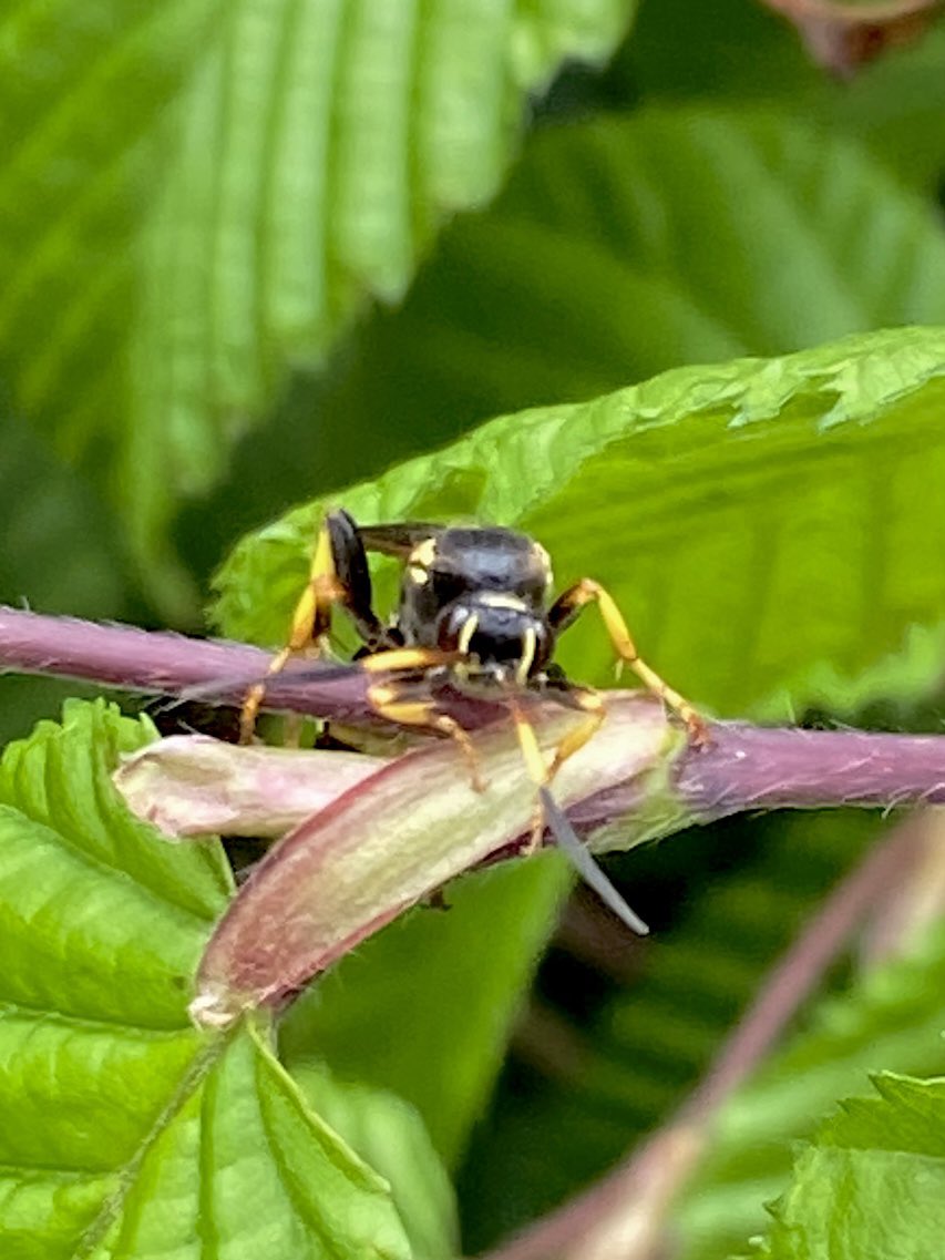 tillingtonchum's tweet image. Found in the garden yesterday. Very busy on the fresh green Hornbeam leaves of our hedge, a female Ichneumon xanthorius. 
#wasps #WildlifeGardening