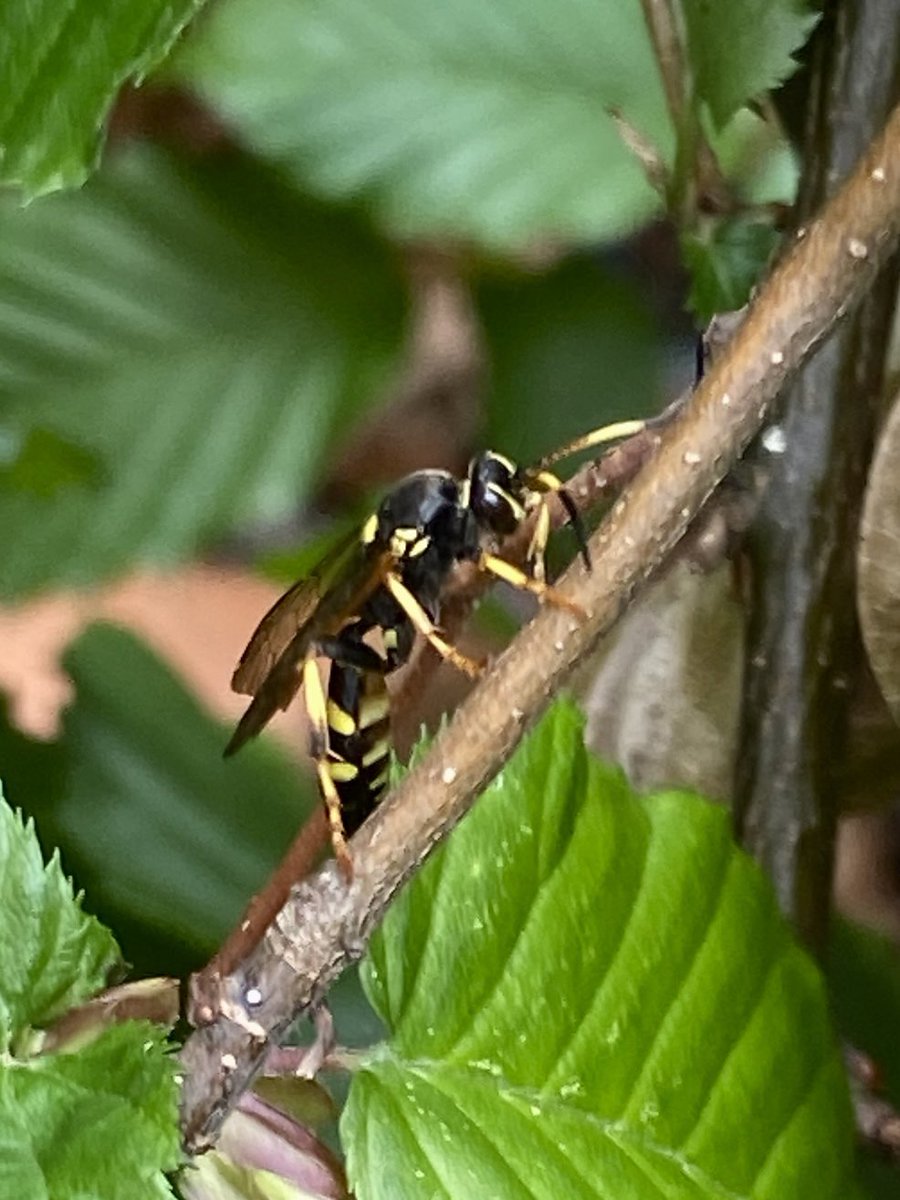 tillingtonchum's tweet image. Found in the garden yesterday. Very busy on the fresh green Hornbeam leaves of our hedge, a female Ichneumon xanthorius. 
#wasps #WildlifeGardening