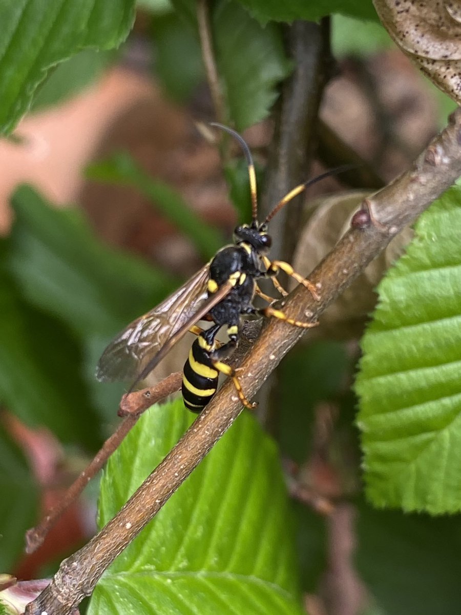 tillingtonchum's tweet image. Found in the garden yesterday. Very busy on the fresh green Hornbeam leaves of our hedge, a female Ichneumon xanthorius. 
#wasps #WildlifeGardening