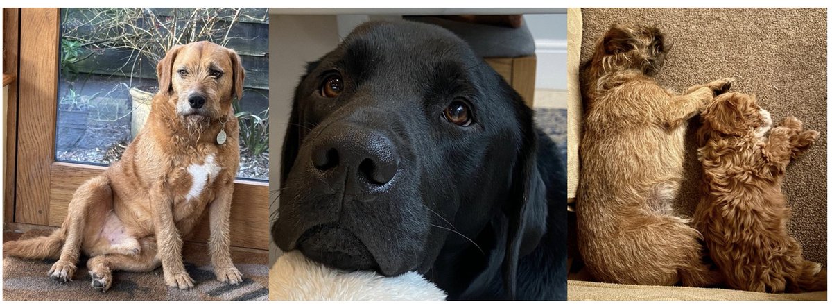 What happens to pets when people get divorced? Sophie Canning takes a look in this article featuring some of Chambers' beloved four-legged friends
ealaw.co.uk/paws-off-pets-…