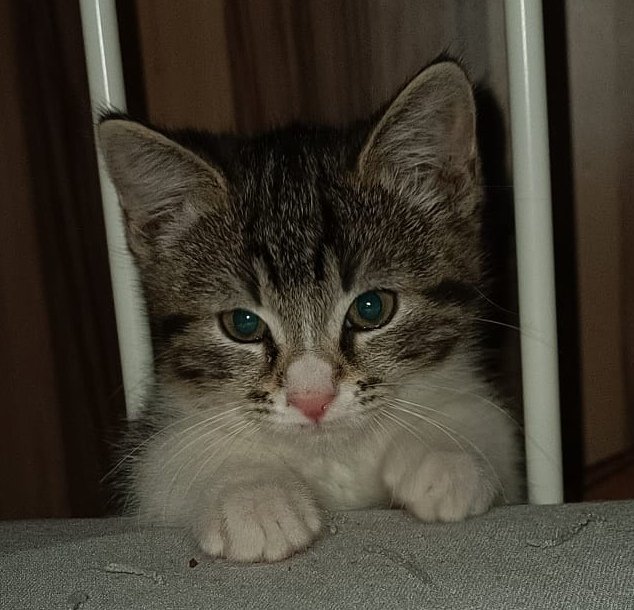 Unsere Lieblinge 
Kitty, Katze und Mucki 😍🌈