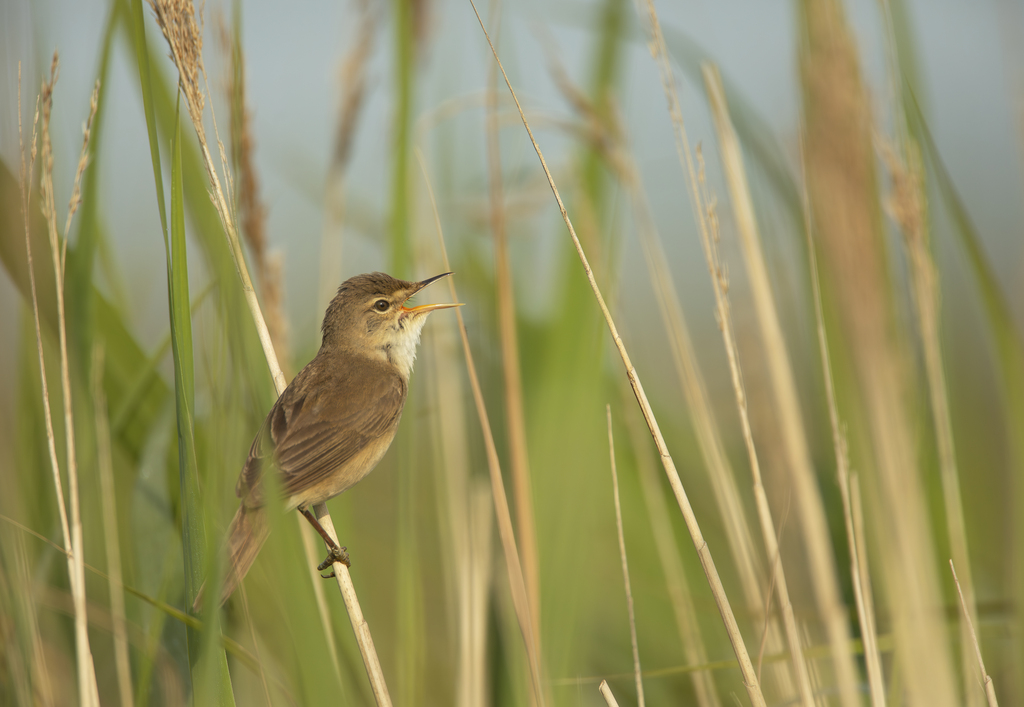 Wake up with the Dawn Chorus!🐦

Experience nature's amazing spring symphony with our knowledgeable guides on Sunday 4 May, for a walk around the reserve to discover the incredible variety of birdsong that makes up the dawn chorus!

Book here - events.rspb.org.uk/events/108819
📷 B Andrew