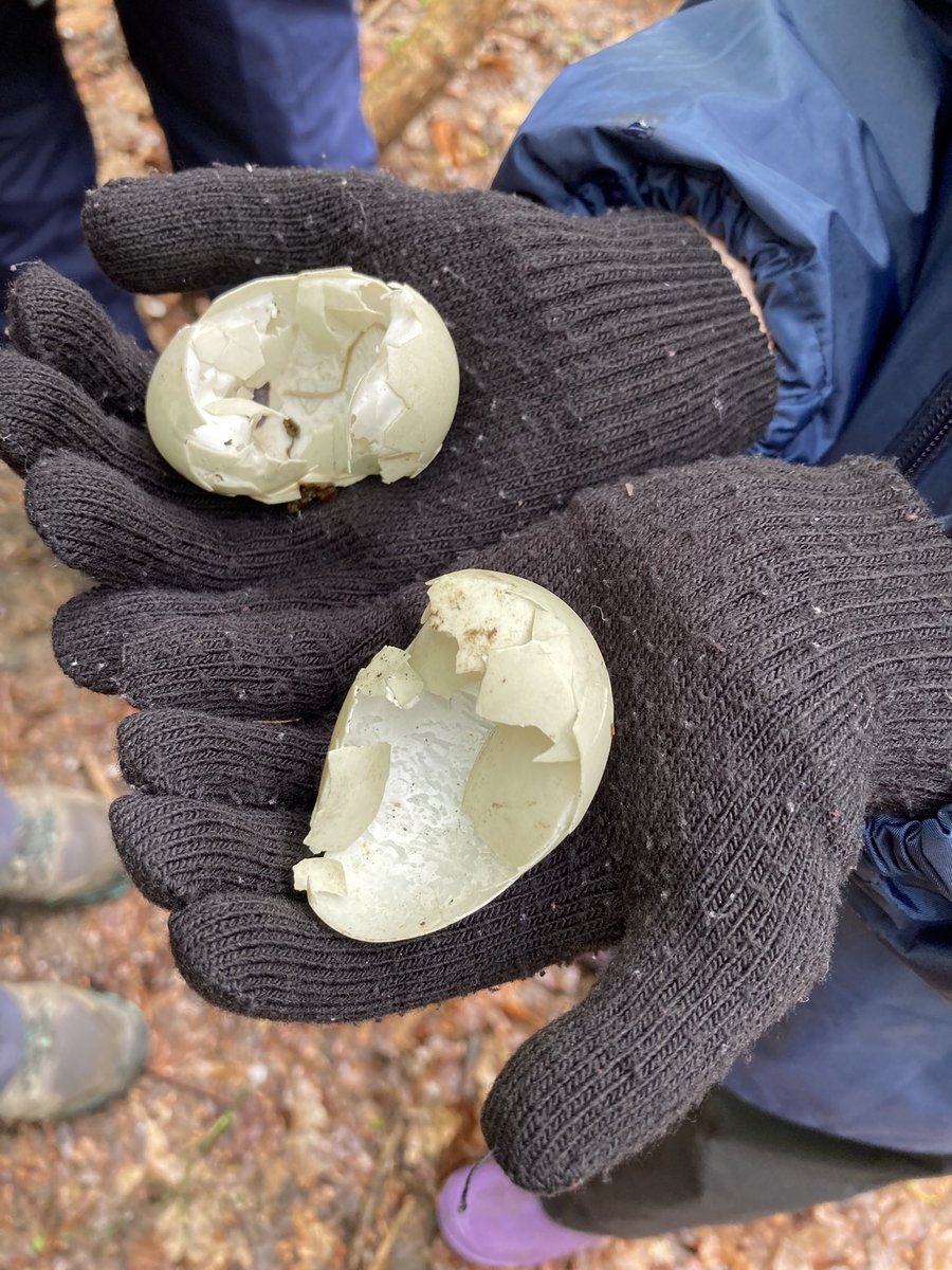 PipersForestSch's tweet image. We were excited to find evidence that kites have been nesting in our forest - look at the egg shells we found! 
#redkites #pipersprep
