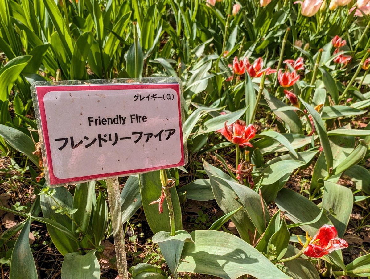 同士討ちなチューリップ🌷
#ひたち海浜公園