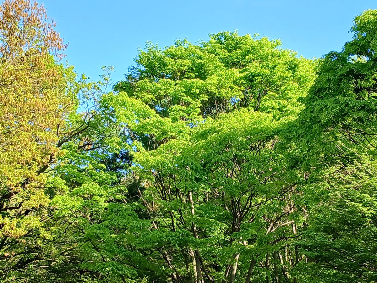 싱그러운 숲길을 걷다 보면 내 몸이 정화된 느낌이 든다.