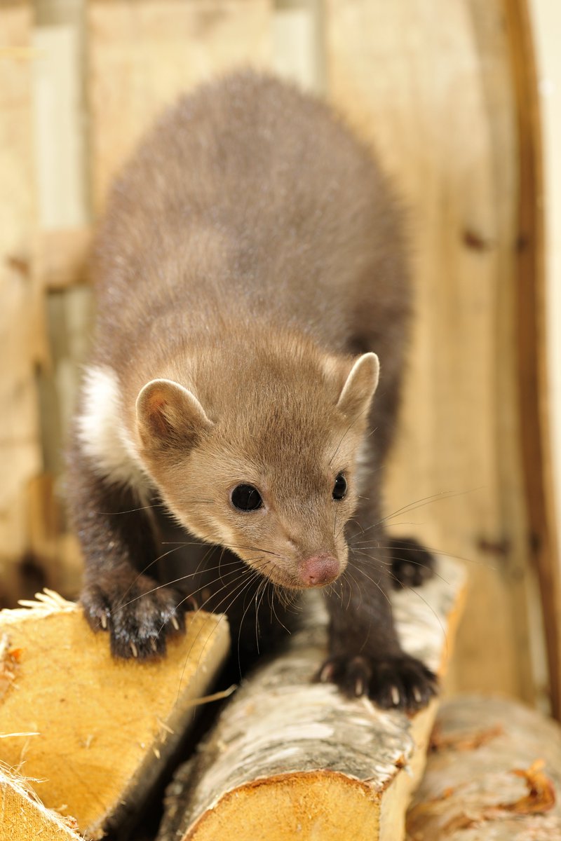 📈 Werk mee aan onze profielanalyse van de #steenmarter!

📝 Samen met het Instituut voor Natuur- en Bosonderzoek willen we aan de hand van een grootschalig #onderzoek de steenmarter beter leren kennen en te weten komen hoe we schade door dit #roofdier aan gebouwen het best
