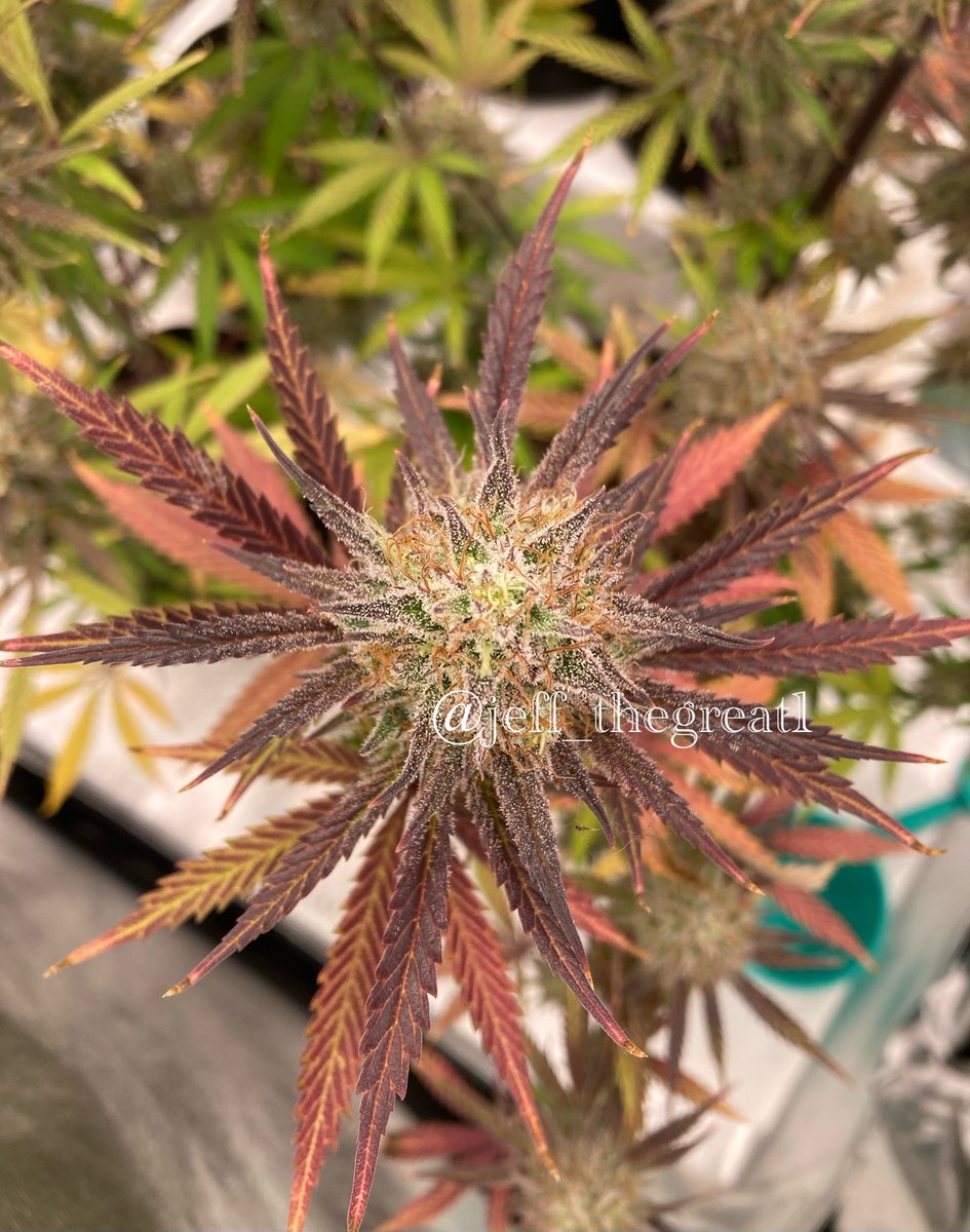 🚨Early Bird April 23 FLASH GIVEAWAY ALERT! 🚨

Win big today!! We’re giving away:

3x <a href="/Genetics101va/">GENETICS 101</a> seed packs

- 5x Fur Coats photo fems
- 15x Strawberry Jubilee autoflower regs
- 15x Strawberry Jubilee Gelato autoflower regs

+

1x pack of Galactic Berries (10x photo regs