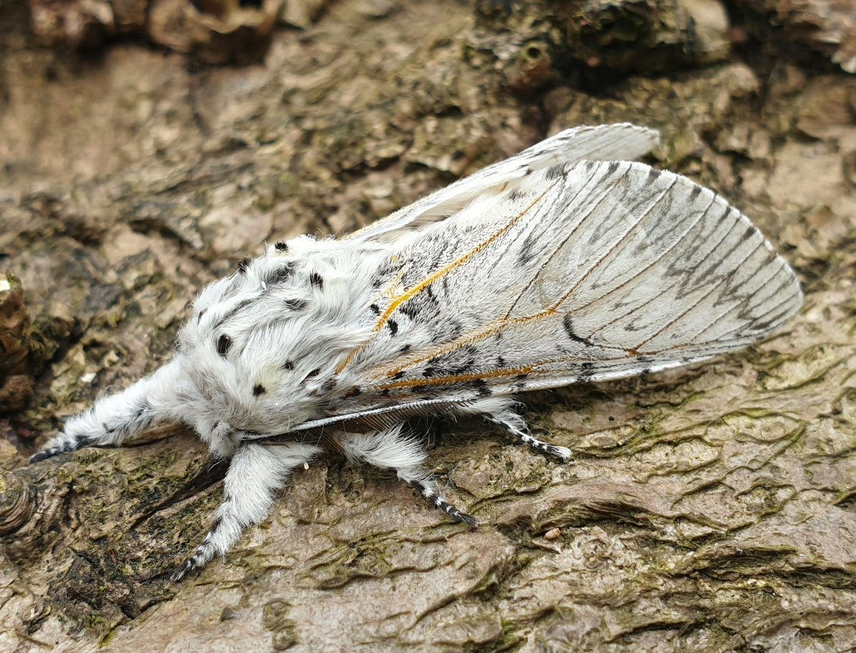 Always a highlight in my Broadland #Norfolk #garden, a prestine puss moth.
<a href="/norfolkmoths/">Norfolk Moths (Jim Wheeler CMR)</a> <a href="/BC_Norfolk/">BC Norfolk</a> <a href="/NorfolkWT/">Norfolk Wildlife Trust</a> <a href="/savebutterflies/">Butterfly Conservation 🦋</a> 
#teammoth #mothsmatter #moth #nature #wildlife