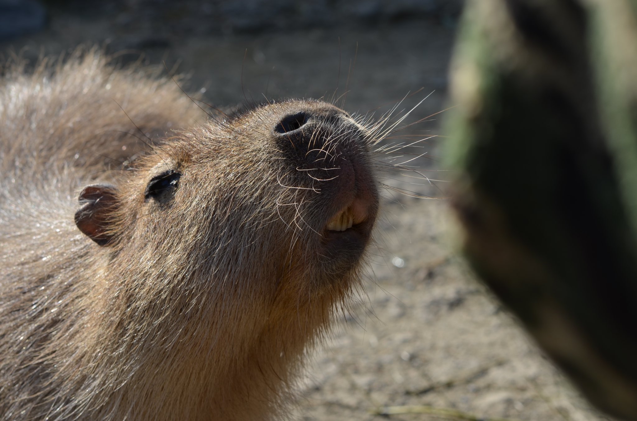 カピバラの僕(しもべ) (@servantcapybara) / X カピバラの僕(しもべ) (@servantcapybara) / X