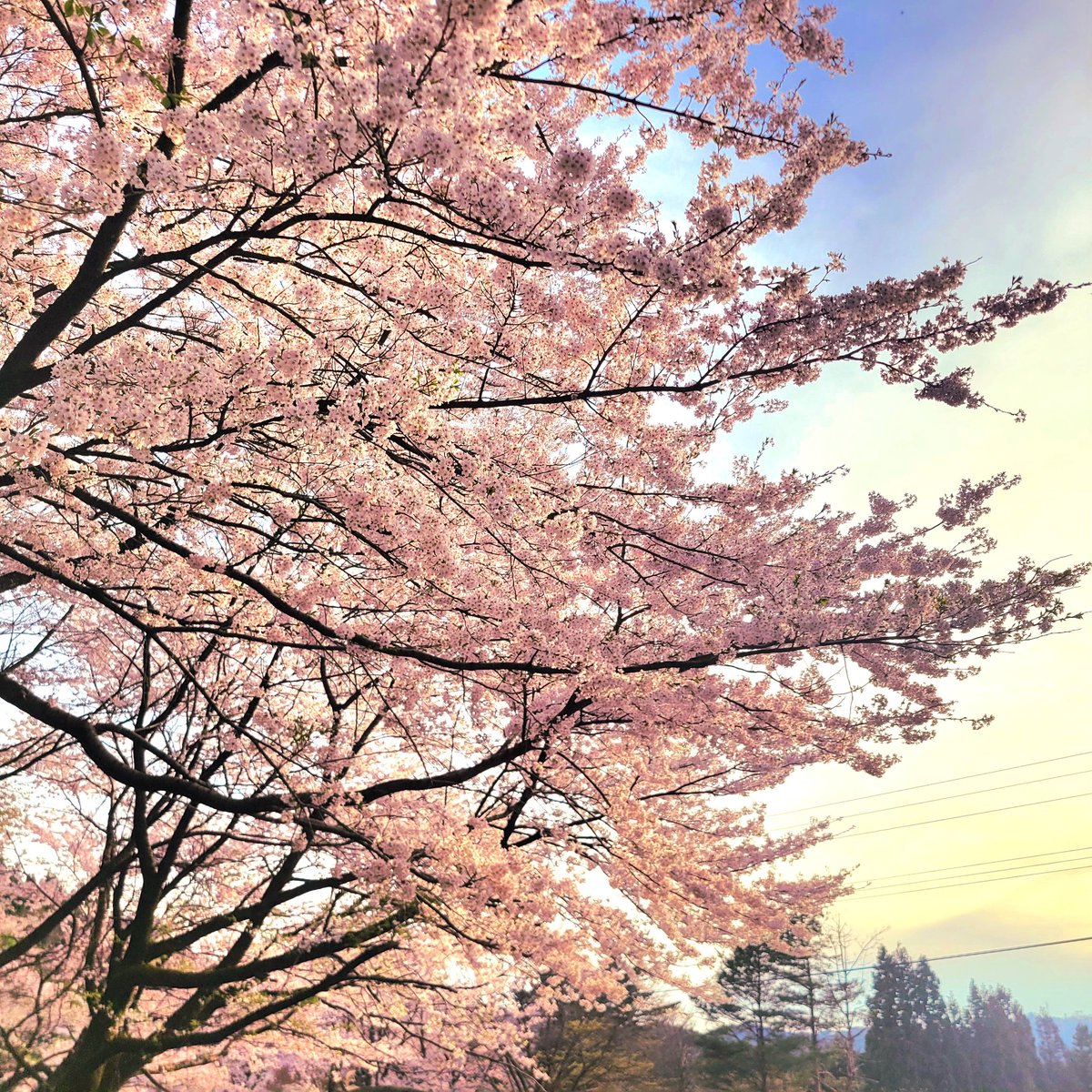 takahashi69's tweet photo. #犬友　
#dogfriend 　#桜🌸　#春 https://t.co/YnnkaJK9Hv