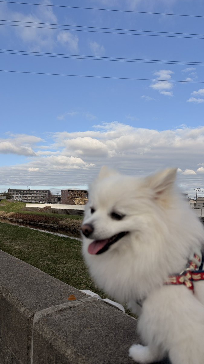 赤レンガでわんさんぽ🐾 初日に行ってきました🐕🎶 いざ赤レンガ