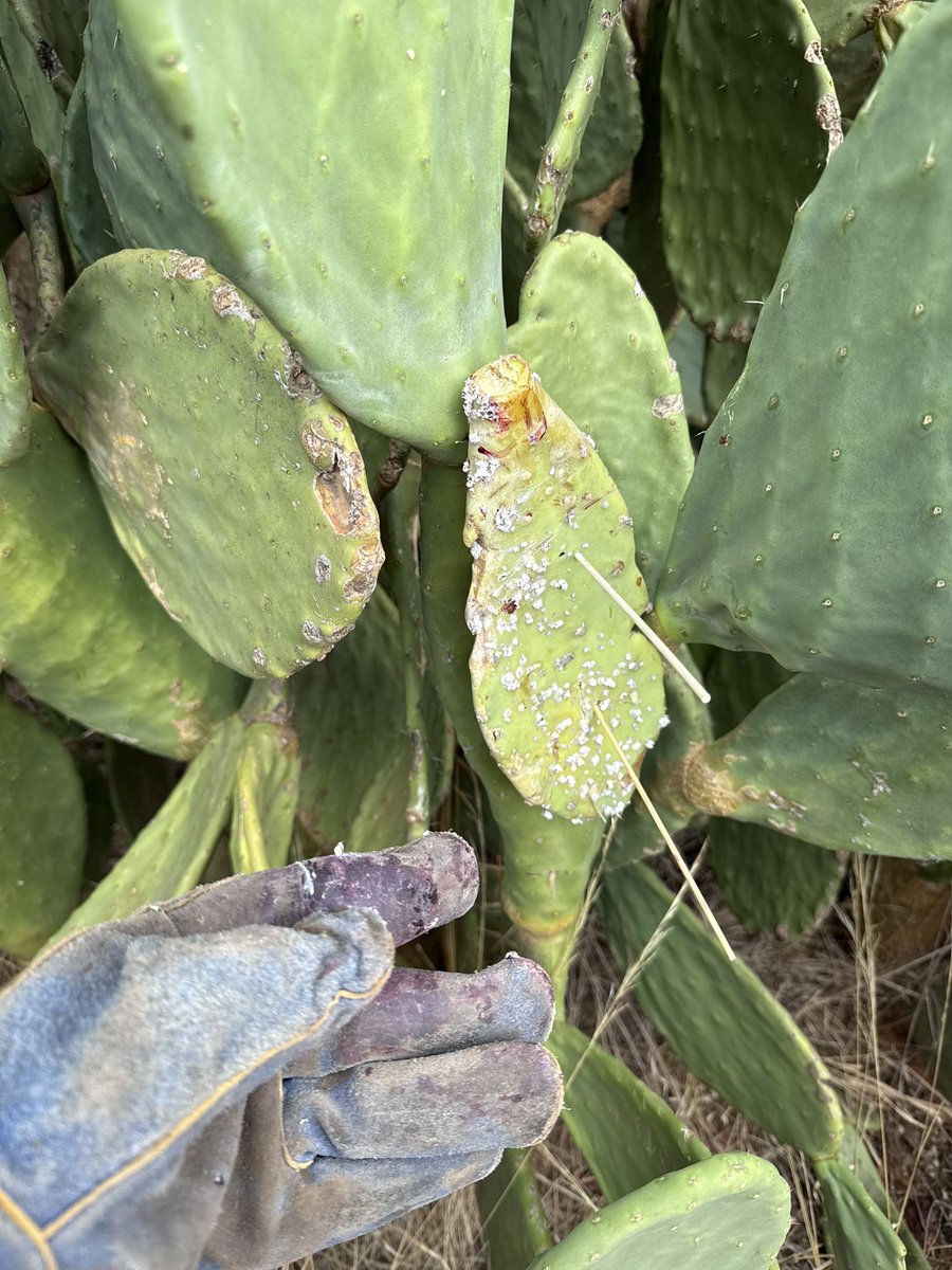 Barry Haskins tweet media