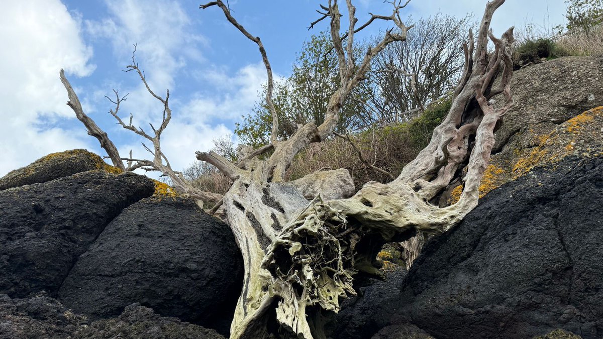 Found this amazing tree washed up on a beach during one of our walks this weekend. Not sure if it has fallen off the top of the cliff, or washed up in a storm. Great inspiration for a story.
#JerseyCI