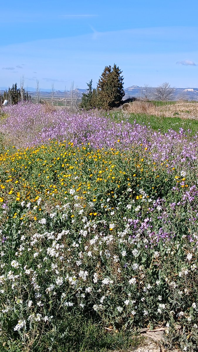 LIFE PollinAction - EU project (@pollinaction) on Twitter photo 🌼 Calendula arvensis, Moricandia arvensis, and Diplotaxis erucoides are filling with flowers the margins created with <a href="/CITAAragon/">CITA Aragón</a> in the plot of Ejea de los Caballeros, Spain.
🌱 And rosemary has been in bloom for over a month. 🌸
📷Photos: María del Milagro Coca
#LIFEprogramme 🌼 Calendula arvensis, Moricandia arvensis, and Diplotaxis erucoides are filling with flowers the margins created with <a href="/CITAAragon/">CITA Aragón</a> in the plot of Ejea de los Caballeros, Spain.
🌱 And rosemary has been in bloom for over a month. 🌸
📷Photos: María del Milagro Coca
#LIFEprogramme