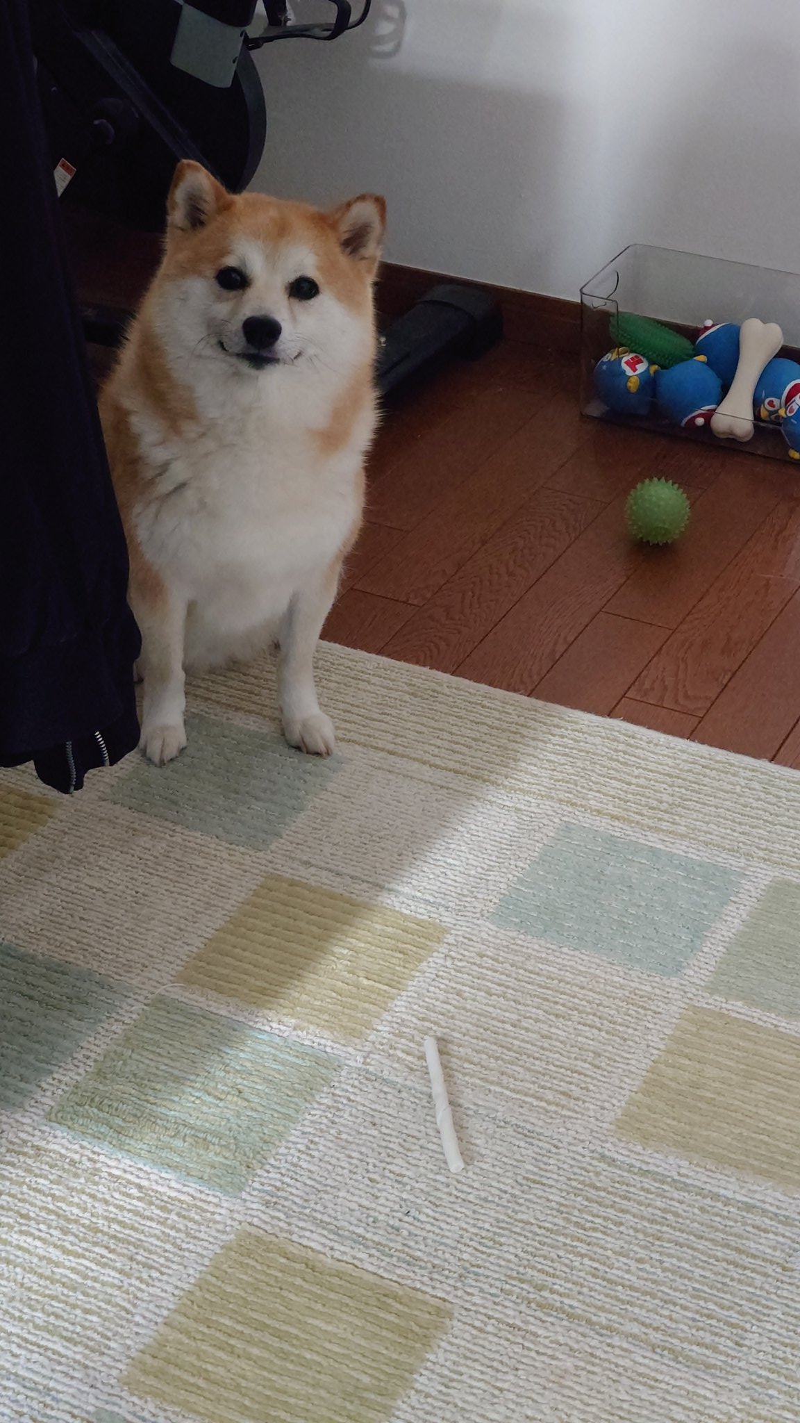 柴犬 A864 - 子犬販売専門ペットショップPUPPY CLUB