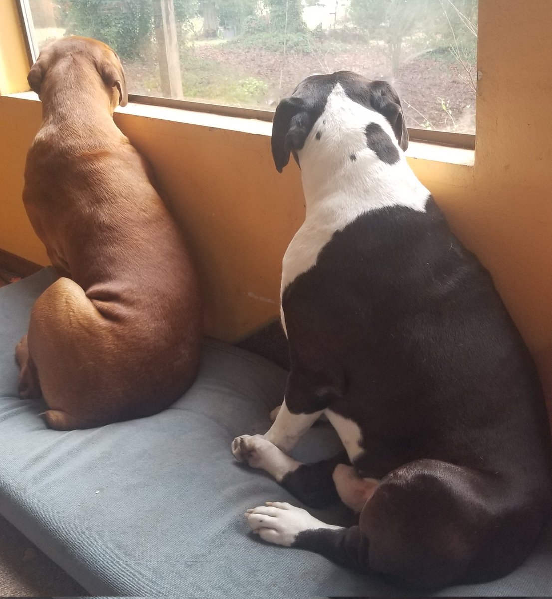 Won't Look Wednesday Loki and Lono have a great day friends