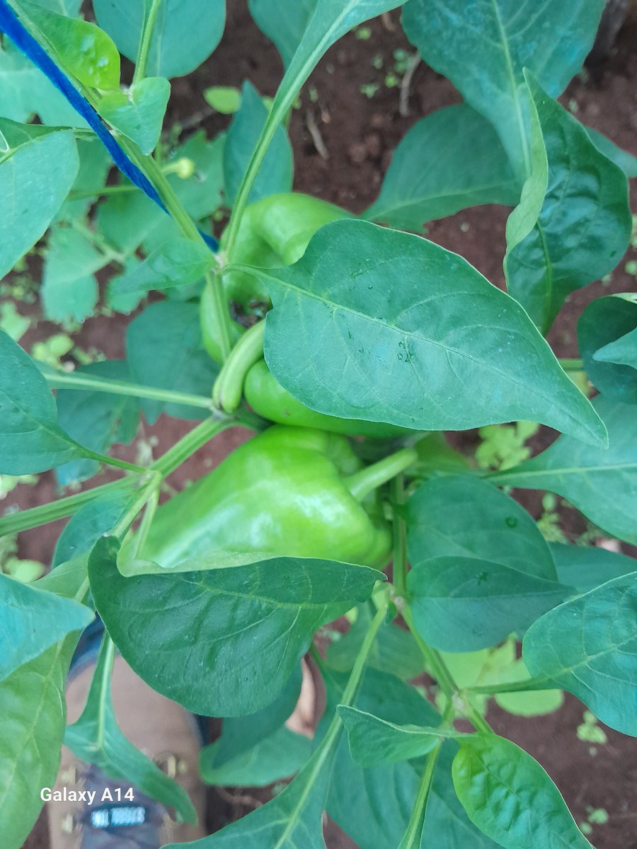 GoompyFresh's tweet image. Your winter soup.