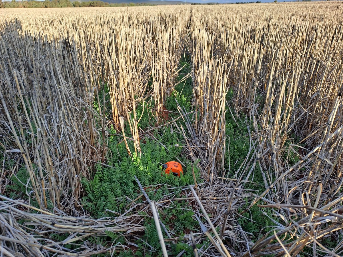 Sindersp's tweet photo. Gotta love this stuff...Biserrula.
Sown in '22,wheat only for the last 2 years and now after good March rain it's doing it's legume job and ready to graze.👌 https://t.co/Sv44RxtyNO