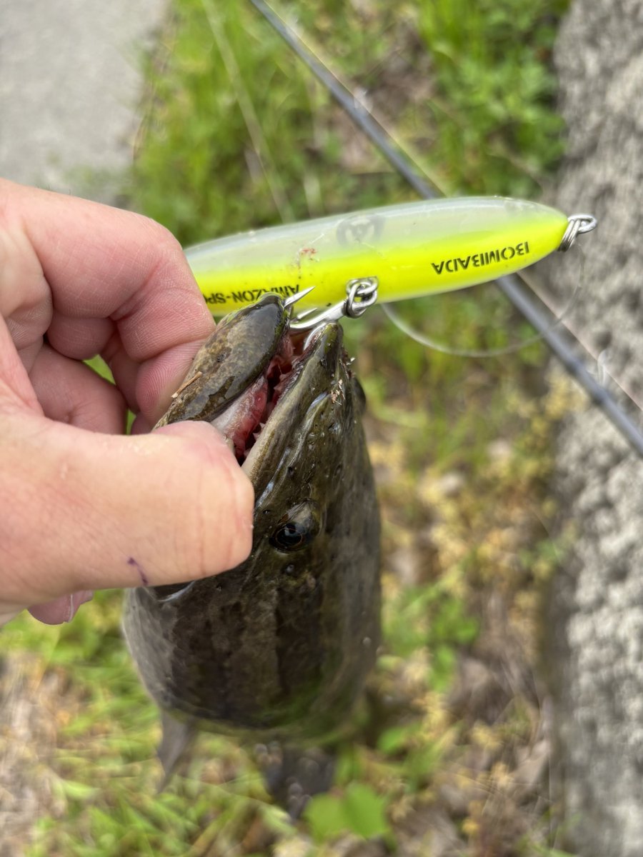 namatamanama's tweet photo. フロッグでバラし多発につきオープンペンシルで泣きのキャッチ 🙏
#雷魚通信
#snakehead
#BOMBADA
#Lutador55
#AmazonSpook
#フォロワ君の車の中にマウスオープナー忘れてる気がする🤔 https://t.co/z2U5a5yqZV