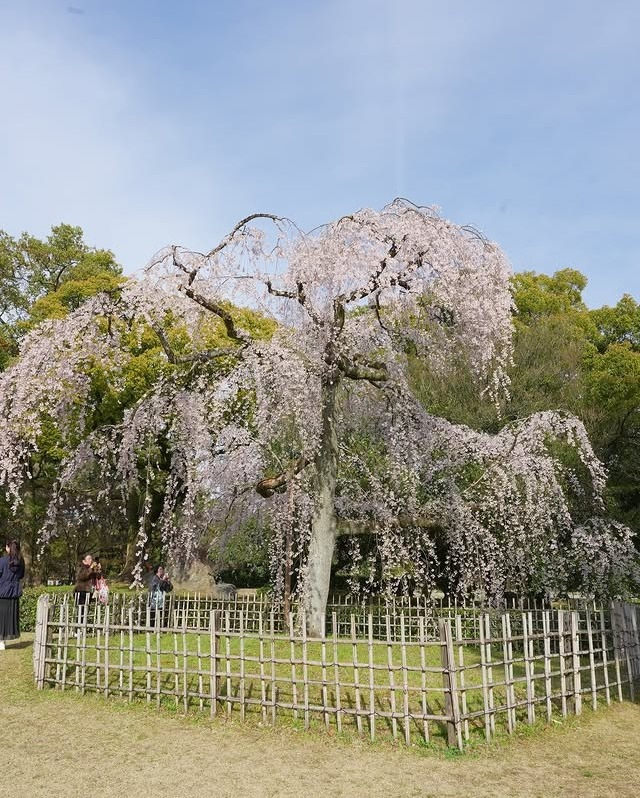 Asaka23323's tweet photo. 伏見稲荷
八坂神社⛩️⛩️ https://t.co/wtJMaYca7s