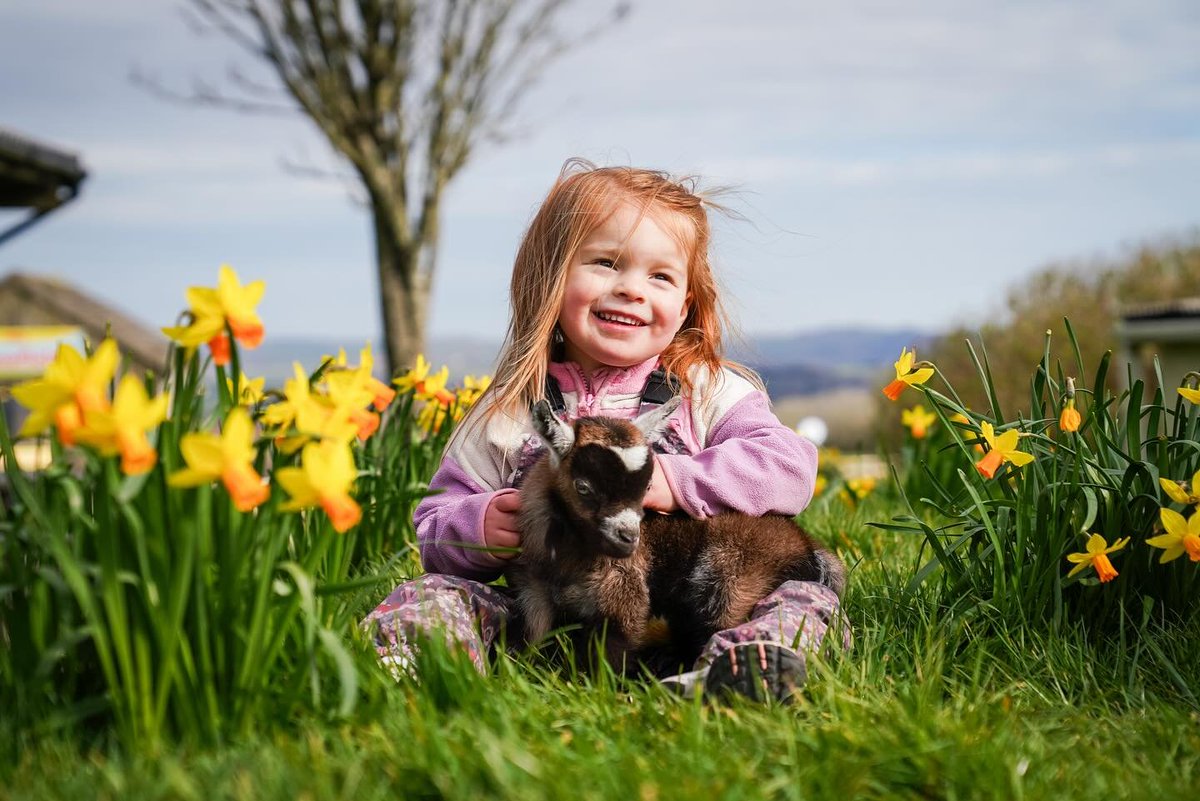 PennywellFarm's tweet photo. SPRING TIME FUN at Pennywell Farm! ๐๐ท๐ผ๐ท๐
#spring #pennywellfarm #pygmygoats #piglets #familyfun #devon https://t.co/UXpGBL66gq