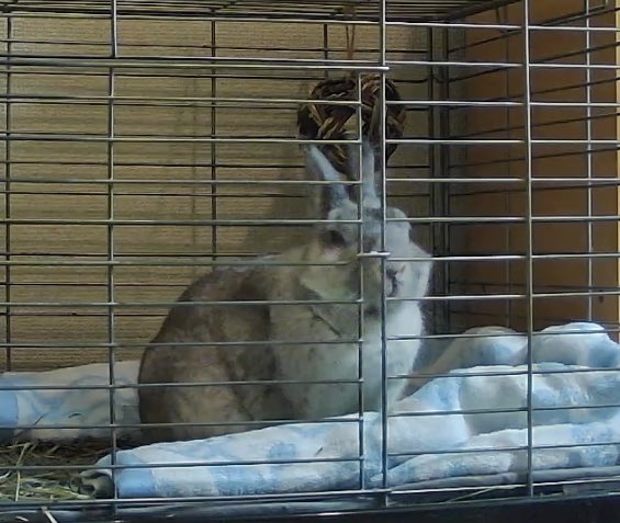 今日はどうしたラビたん。

相変わらずケージ内を動き回り、横になっている様子がカメラでは確認できない。

今朝の2時頃から活発に動いている。

これはこれで心配😟