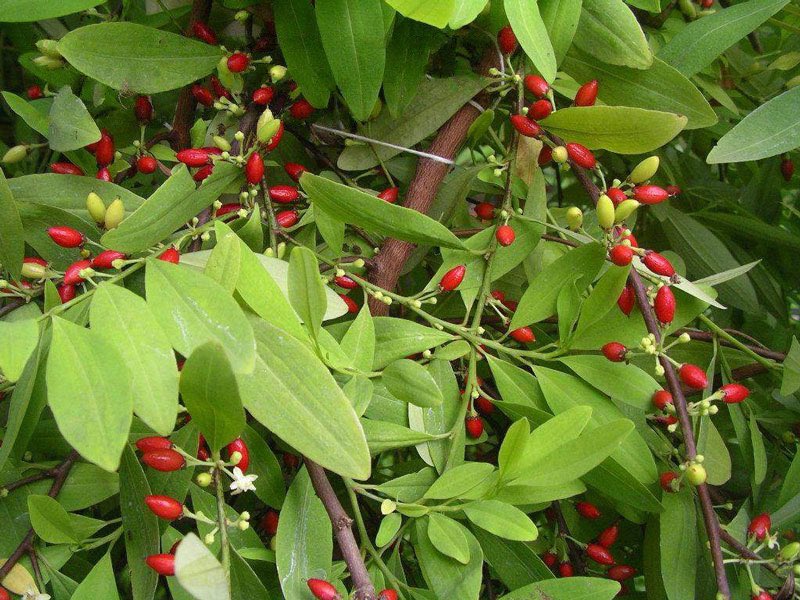 Chewing 10-20 leaves of this plant makes you not to be sensitive to both physical and emotional pains. 

The plant is called Coca. It’s the plant that Cocaine is obtained from.