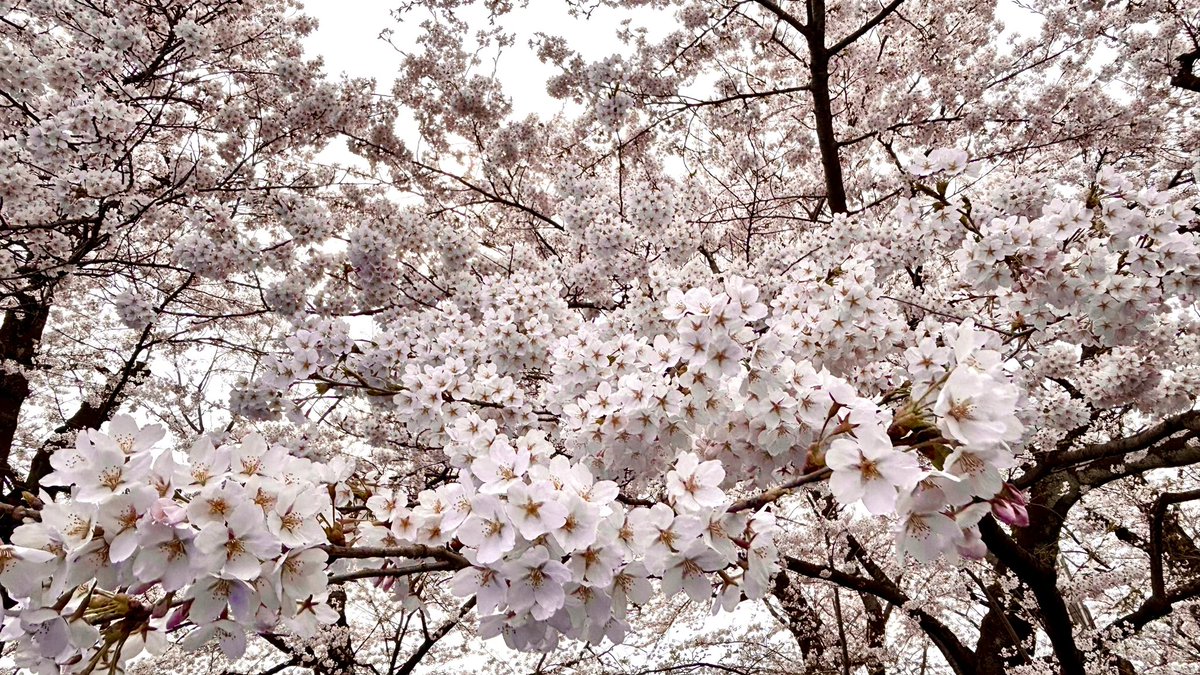 「咲いてるねぇ、桜 」|ヤマタカエのイラスト