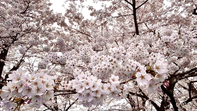 咲いてるねぇ、桜 