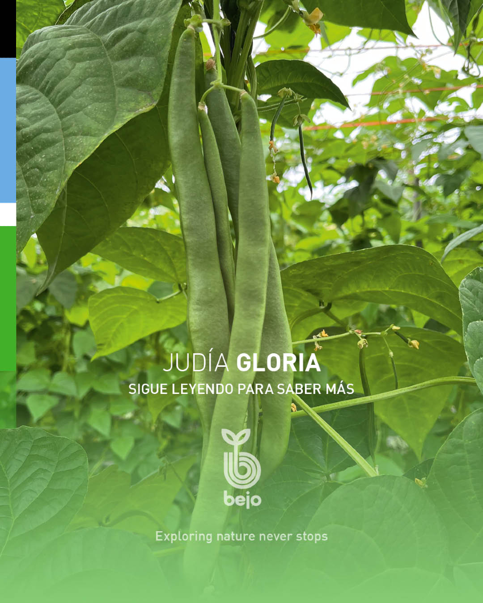 BejoEspana's tweet photo. GLORIA es nuestra variedad de judía verde plana tipo Helda de color verde oscuro intenso.🌱✨
https://t.co/Bnit6ijkNK
#exploringnatureneverstops #semillasbejo https://t.co/J6nNrPSt00
