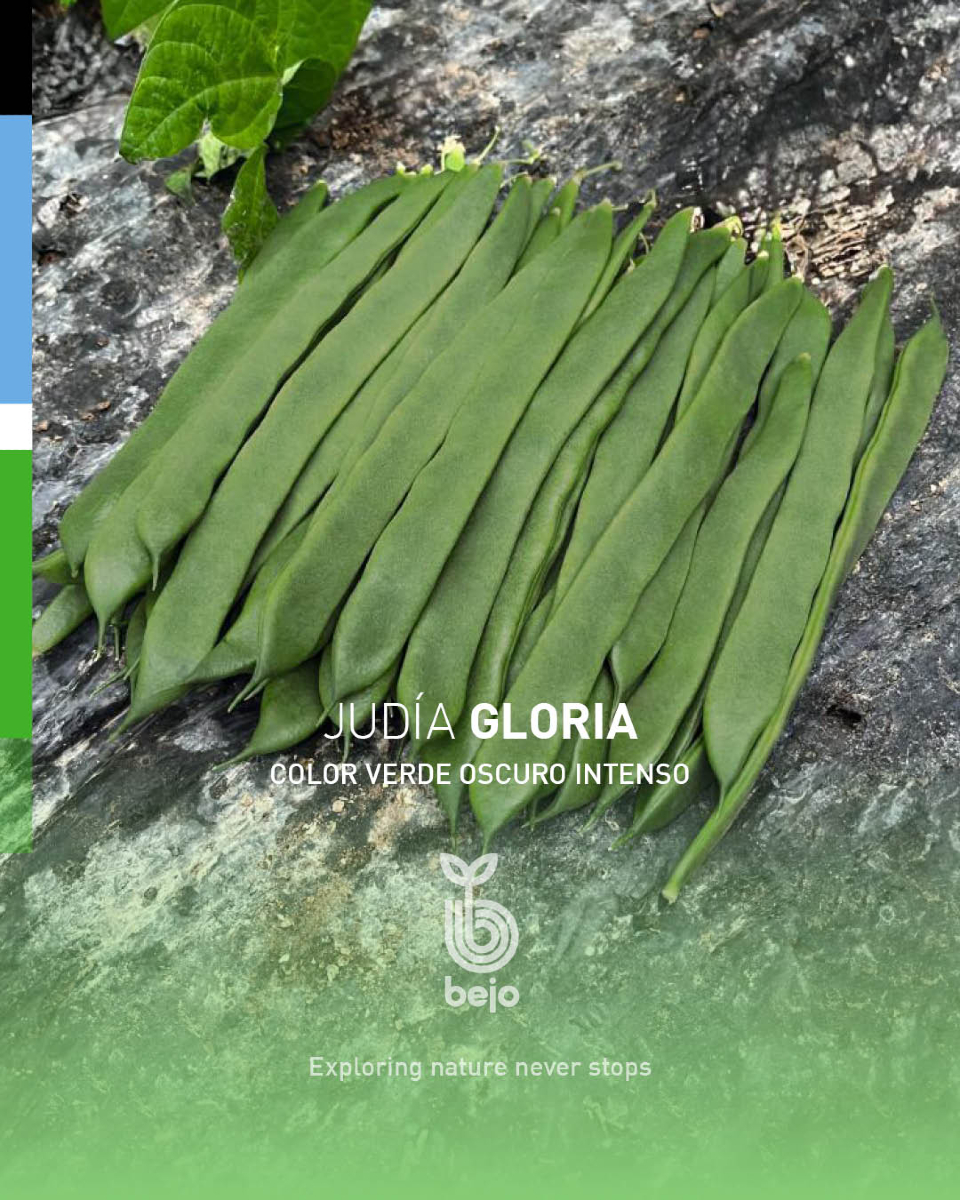 BejoEspana's tweet photo. GLORIA es nuestra variedad de judía verde plana tipo Helda de color verde oscuro intenso.🌱✨
https://t.co/Bnit6ijkNK
#exploringnatureneverstops #semillasbejo https://t.co/J6nNrPSt00