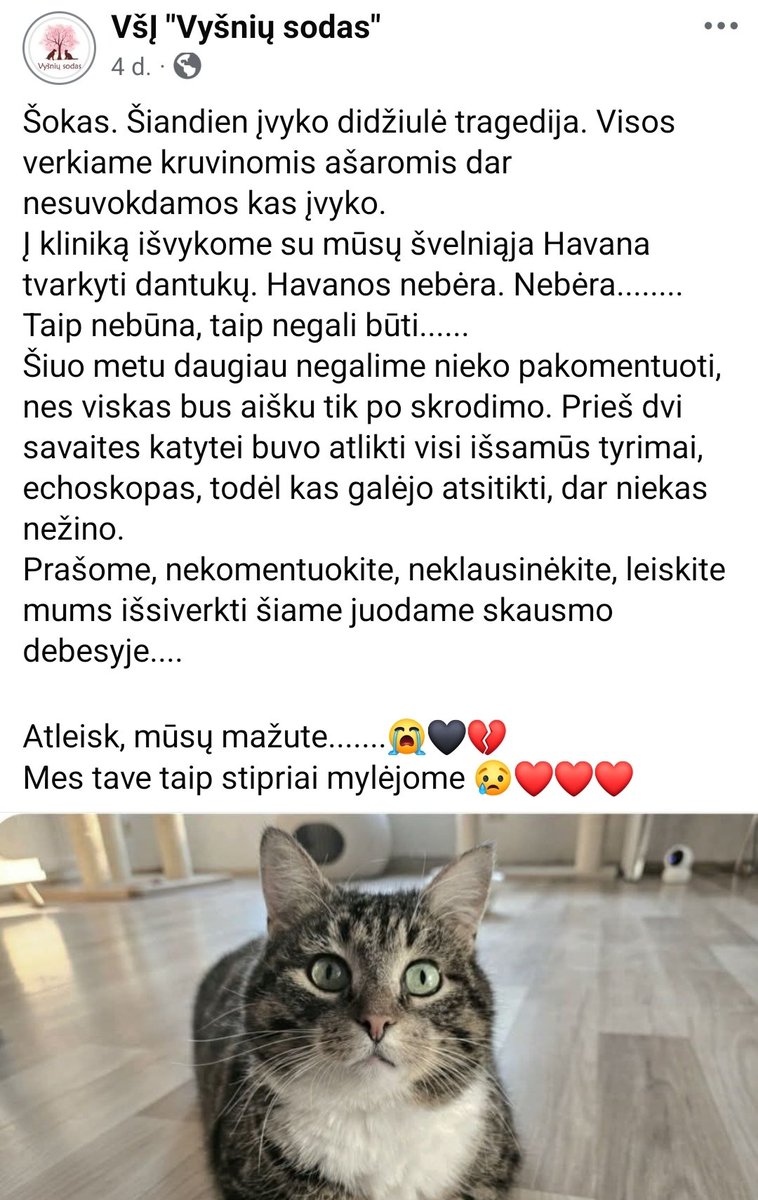 Suprantu, liūdna kad kačiukas mirė. Ypač jei neaišku kodėl.

Bet posto dramatiškumas bišk išspaudė tragikomišką šypseną.