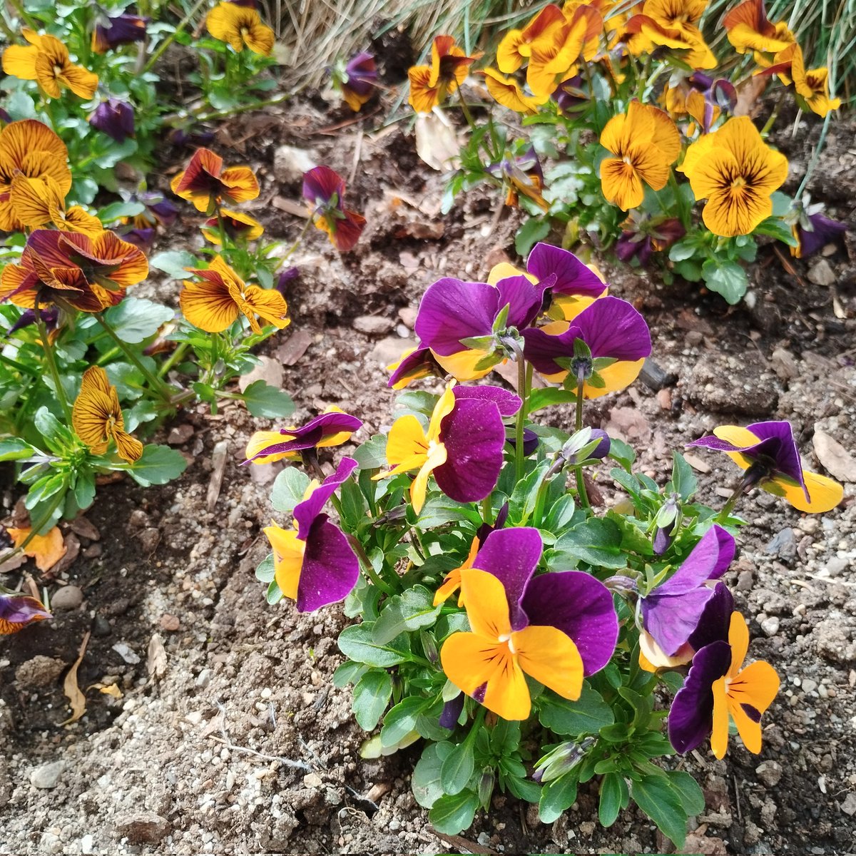 Wunderschön wenn die Blumen wieder blühen 😁💐❤️