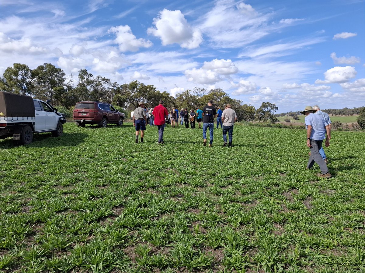 #RegionalSoilCoordinator on the road in the Boyup Brook area - great field day last week discussing the establishment of perennial pastures and grazing management. As well as a look at the landscape rehydration works on this property 💧
#AustralianAgriculture