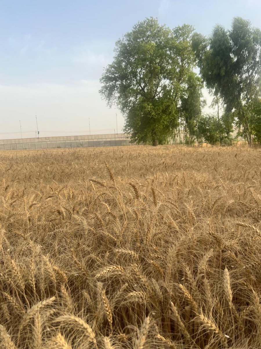 ਪਹਿਲੀ ਵਾਰ ਸਾਰੀ ਕਣਕ ਦੀ ਬਿਜਾਈ ਸੂਪਰ ਸੀਡਰ ਨਾਲ ਕੀਤੀ, ਬਹੁਤ ਵਧੀਆ ਝਾੜ ਮਿਲਿਆ । ਖੈਰ ਅੱਗ ਤਾਂ ਕਦੇ ਨੀ ਲਈ ਪਰਾਲੀ ਨੂੰ, 13 ਸਾਲ ਤੋਂ ਝੋਣਾ ਬੀਜ਼ ਰਹੇ ਹਾਂ । ਚੰਗੇ ਸੰਦ ਤੇ ਟੈਕਨੋਲੋਜੀ ਅੱਜ ਆਪਣੇ ਕੋਲ ਹੈ ਸੋ ਪਰਾਲ਼ੀ ਨੂੰ ਨਾ ਸਾੜੋ, ਵਾਤਾਵਰਣ ਦਾ ਧਿਆਨ ਰੱਖੋ । ਵਾਹਿਗੁਰੂ ਆਪੇ ਬਰਕਤ ਦੀ ਮੇਹਰ ਕਰਨਗੇ ।