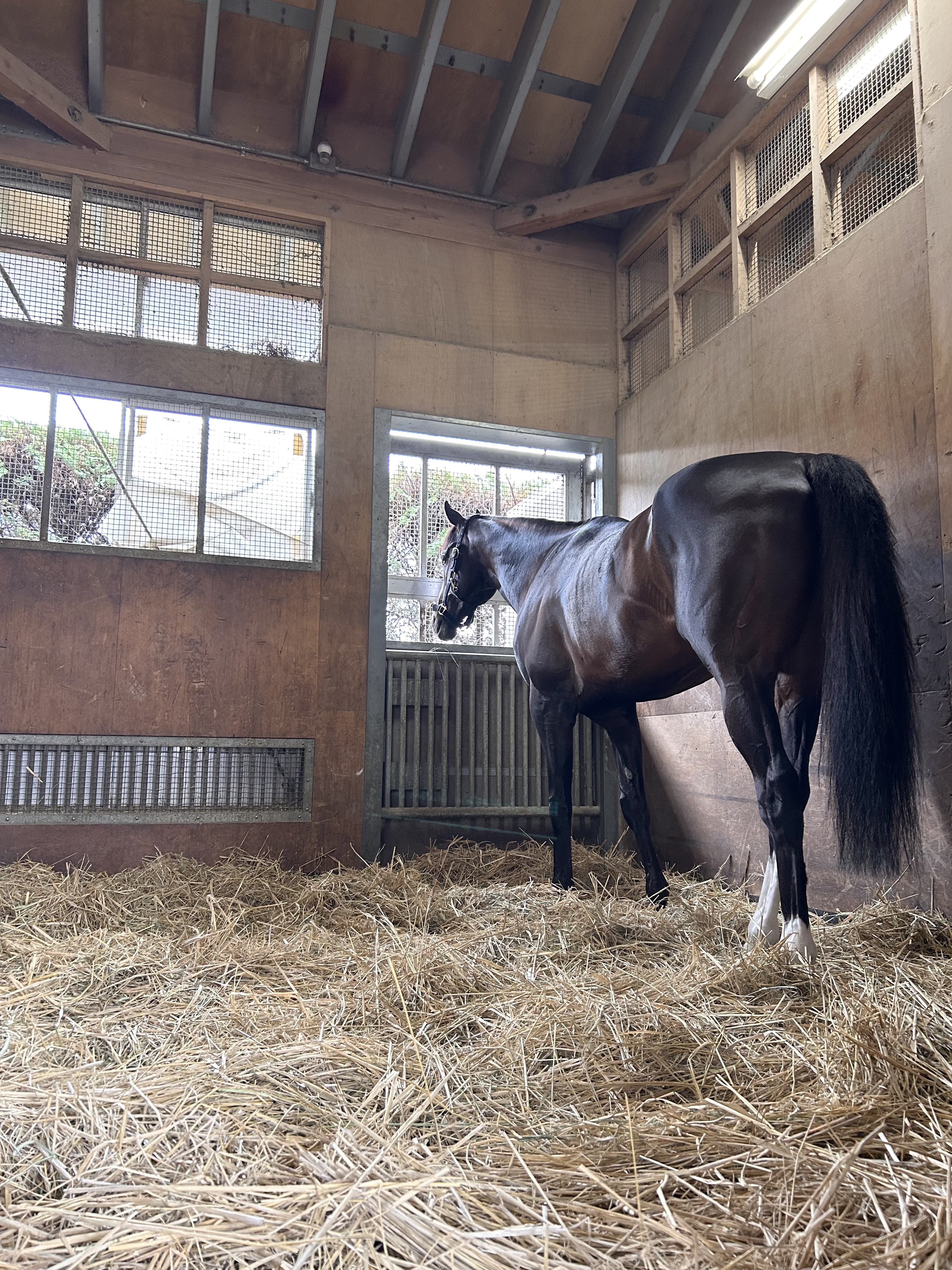 楽天Kobo電子書籍ストア: 週刊競馬ブック2025年01月07日発売号