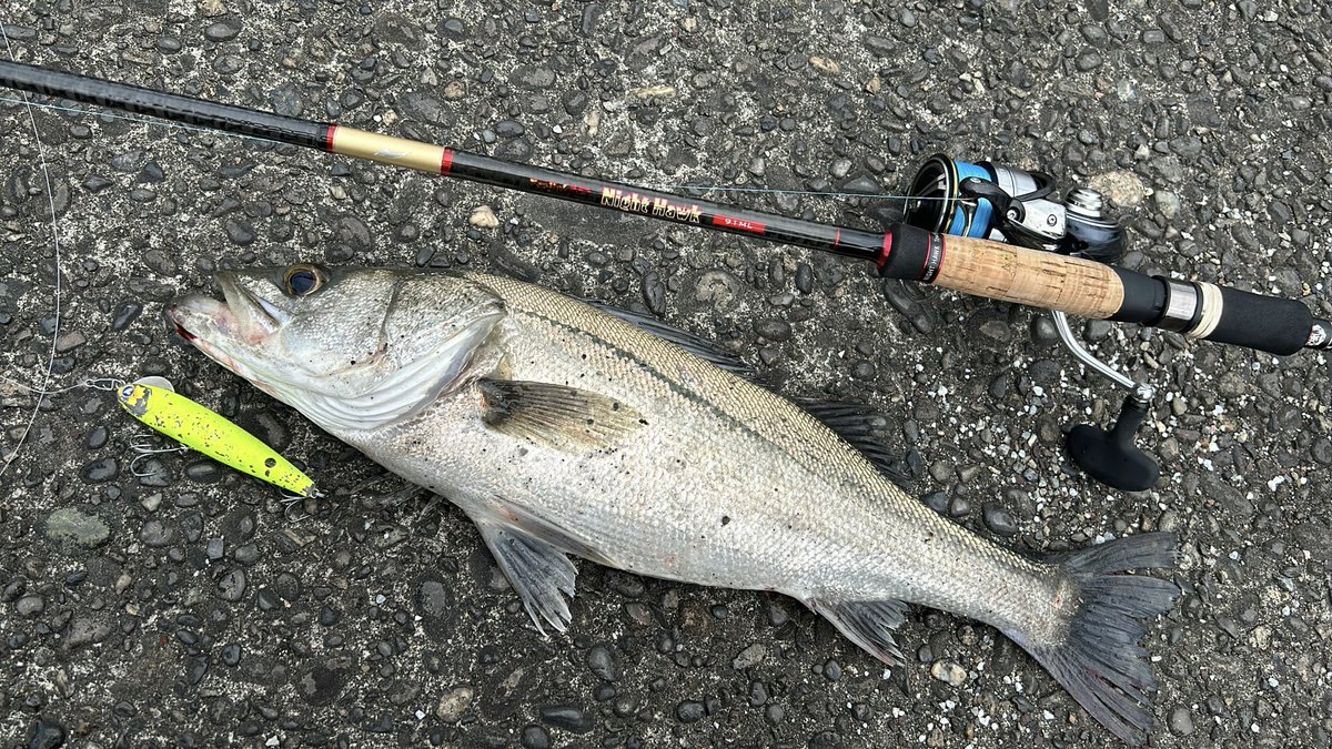anglers_sw's tweet photo. 徳島名物田んぼシーバス❗️
またしてもスネコン‼️
スネコン以外投げてない🙄��🙄

@BlueBlueFishing 

#田んぼシーバス #シーバス #徳島シーバス
#スネコン90 https://t.co/gQIlFz5GJX