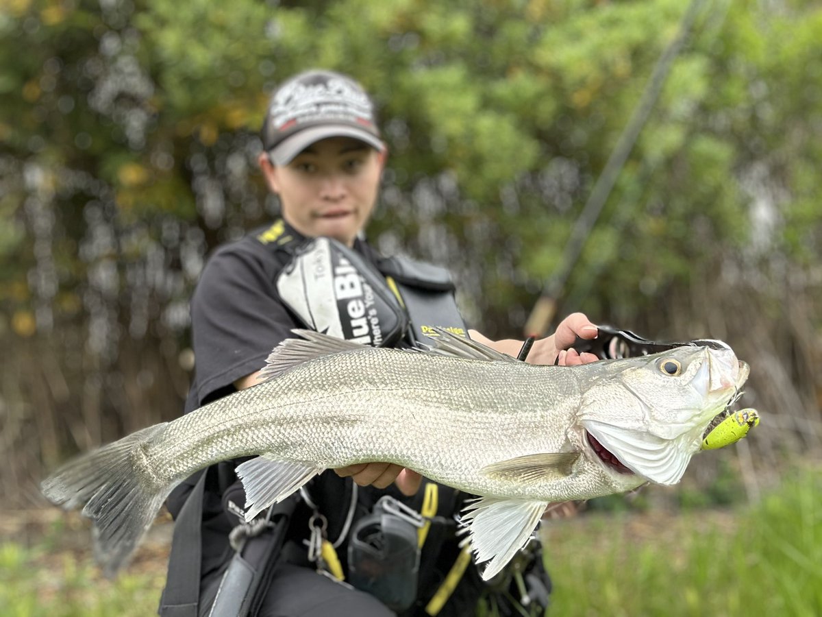 anglers_sw's tweet photo. 徳島名物田んぼシーバス❗️
またしてもスネコン‼️
スネコン以外投げてない🙄��🙄

@BlueBlueFishing 

#田んぼシーバス #シーバス #徳島シーバス
#スネコン90 https://t.co/gQIlFz5GJX
