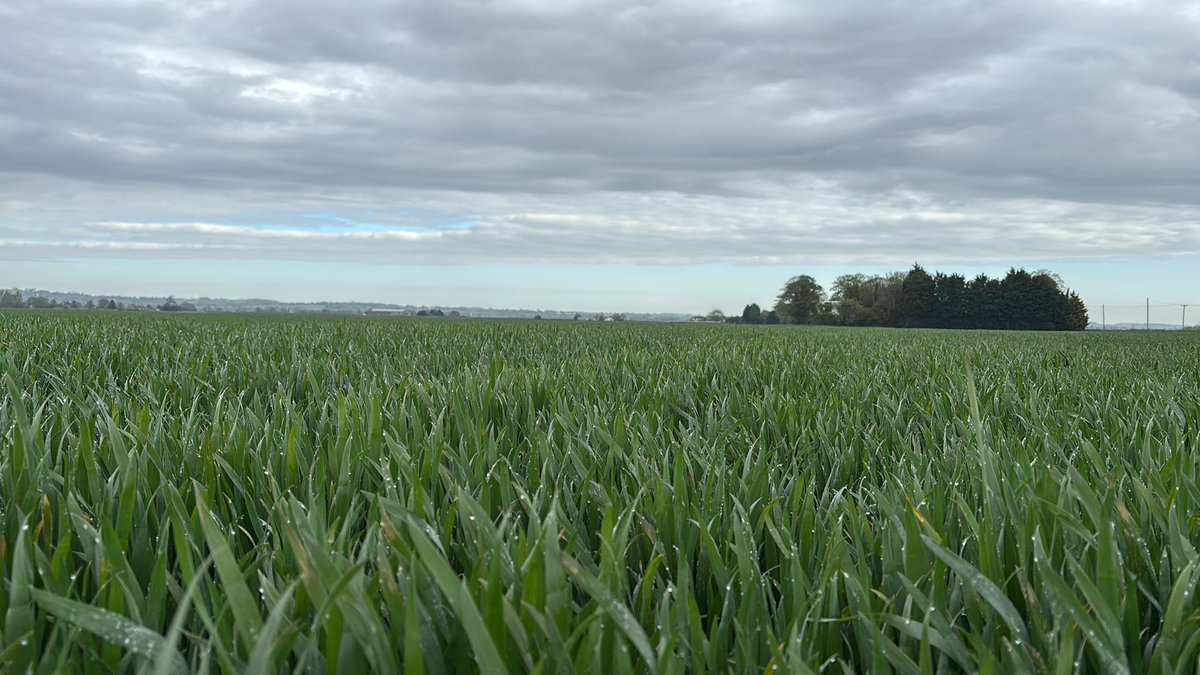 Cropwalker tweet media