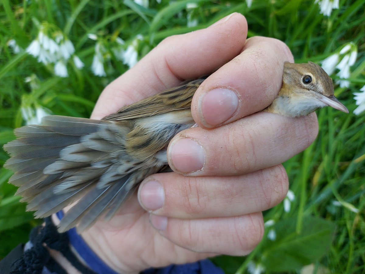 Richard Donaghey tweet media